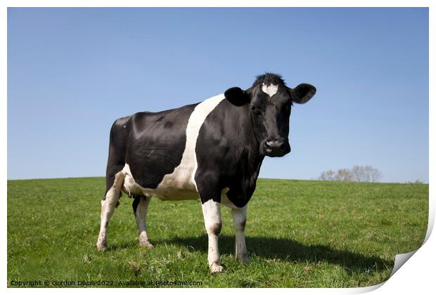 A young black and white cow standing in a lush green field Print by Gordon Dixon