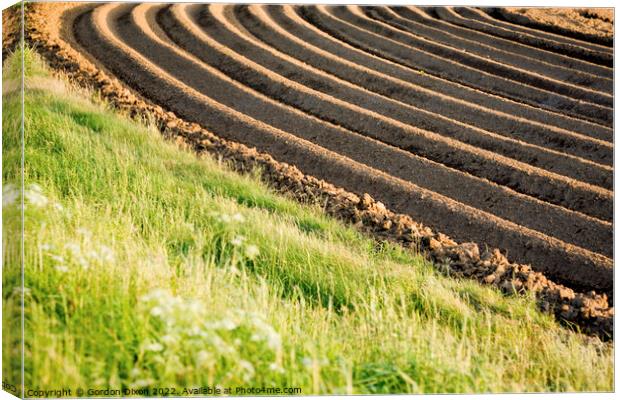 Ploughed field with sunlight emphasising the furrows Canvas Print by Gordon Dixon