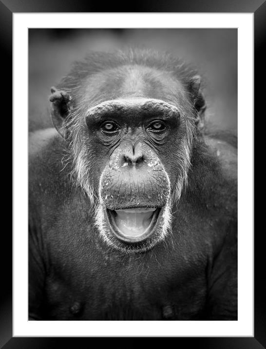 Portrait of a Chimpanzee Framed Mounted Print by Celtic Origins