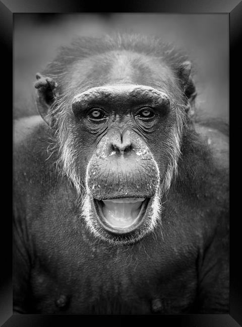 Portrait of a Chimpanzee Framed Print by Celtic Origins