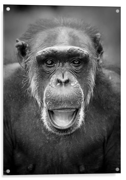 Portrait of a Chimpanzee Acrylic by Celtic Origins