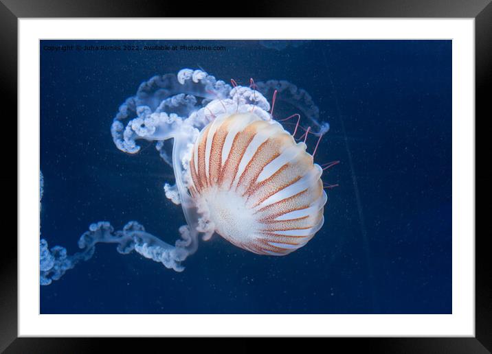 Sea Nettle Framed Mounted Print by Juha Remes