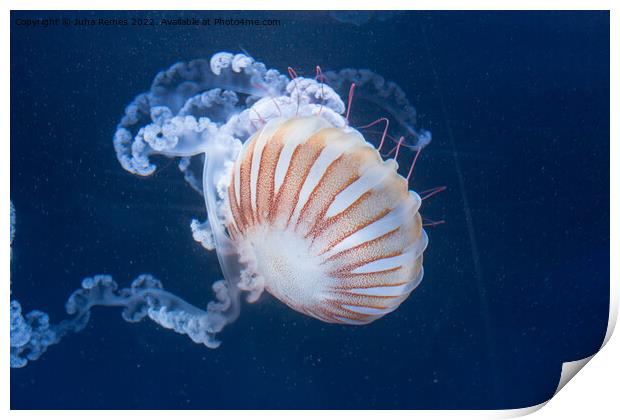 Sea Nettle Print by Juha Remes