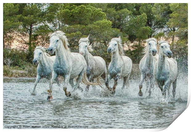 Wild White Horses in Marshes light sunset Print by Helkoryo Photography