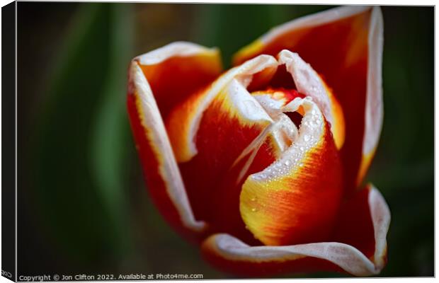 A Tulip after the Rain Canvas Print by Jon Clifton