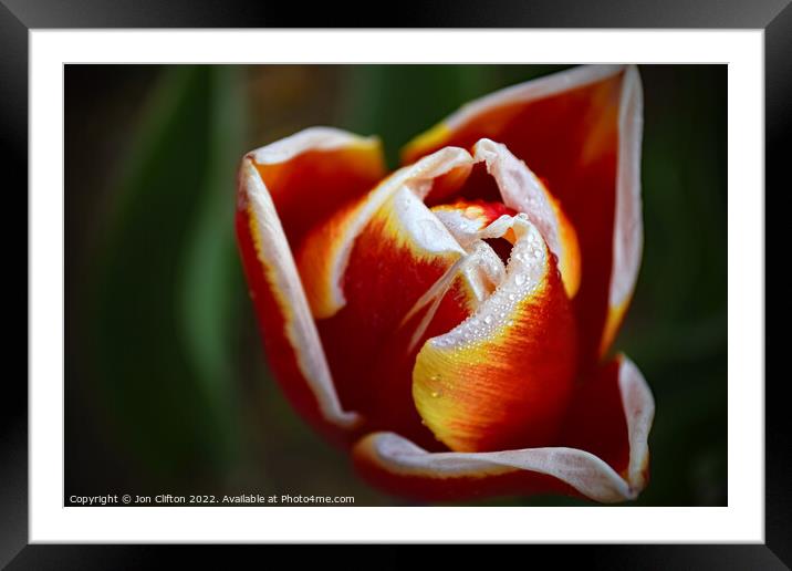 A Tulip after the Rain Framed Mounted Print by Jon Clifton