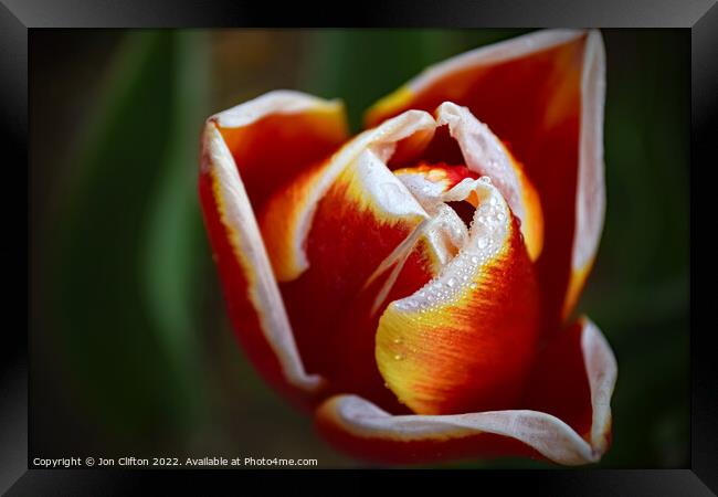 A Tulip after the Rain Framed Print by Jon Clifton