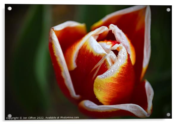 A Tulip after the Rain Acrylic by Jon Clifton