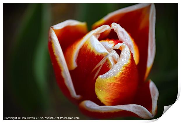 A Tulip after the Rain Print by Jon Clifton