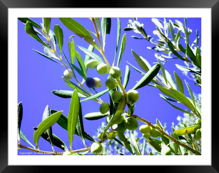 Corfu Olive Branches  Framed Mounted Print by Nick Edwards
