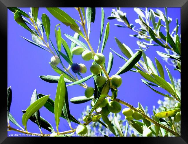 Corfu Olive Branches  Framed Print by Nick Edwards