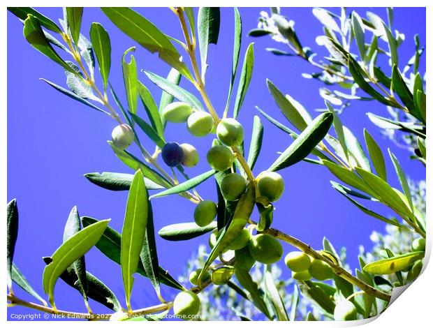 Corfu Olive Branches  Print by Nick Edwards