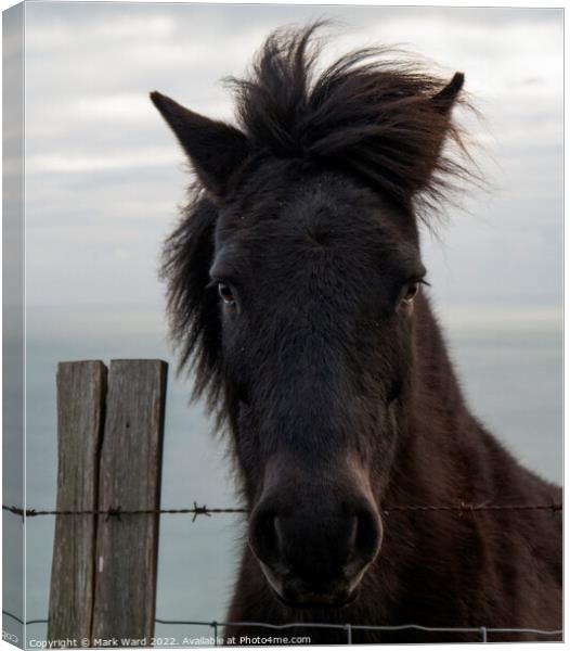 Portrait of a Pony with a Somerset Accent Canvas Print by Mark Ward