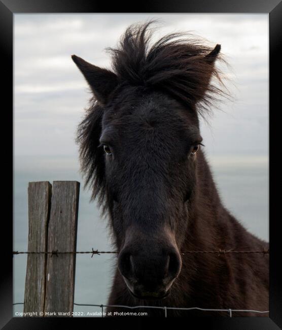 Portrait of a Pony with a Somerset Accent Framed Print by Mark Ward