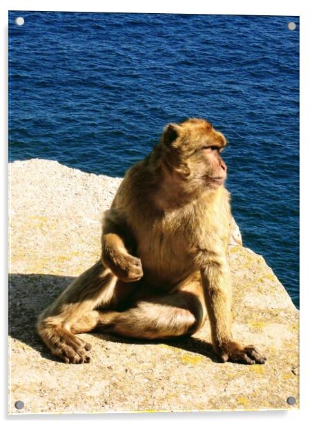  Gibraltar, A Barbary Ape Acrylic by Nick Edwards