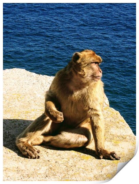  Gibraltar, A Barbary Ape Print by Nick Edwards