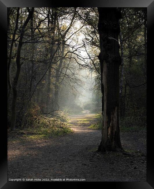 A woodland path Framed Print by Sarah Hicks