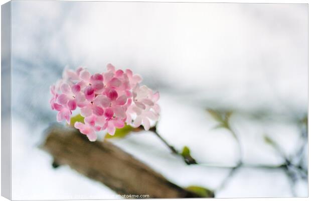 Delicate Winter Blossom Canvas Print by Kasia Design