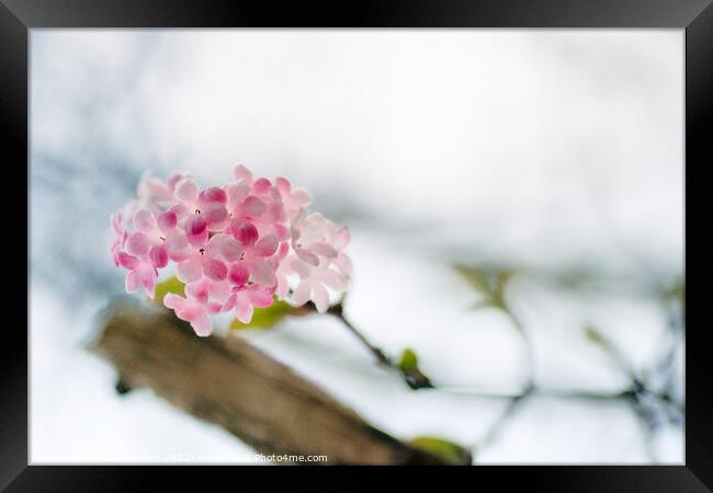 Delicate Winter Blossom Framed Print by Kasia Design