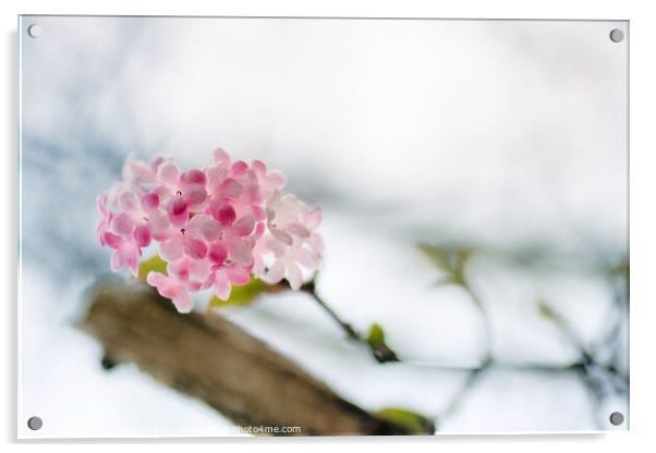 Delicate Winter Blossom Acrylic by Kasia Design