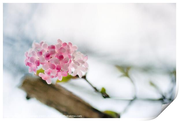Delicate Winter Blossom Print by Kasia Design