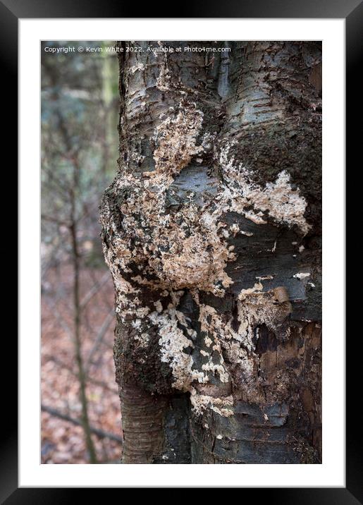 White lichen Framed Mounted Print by Kevin White