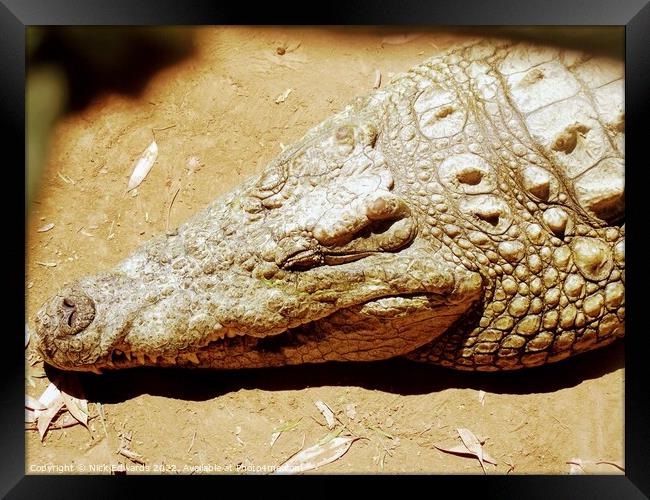 Crocodile sleeping in S.Africa  Framed Print by Nick Edwards