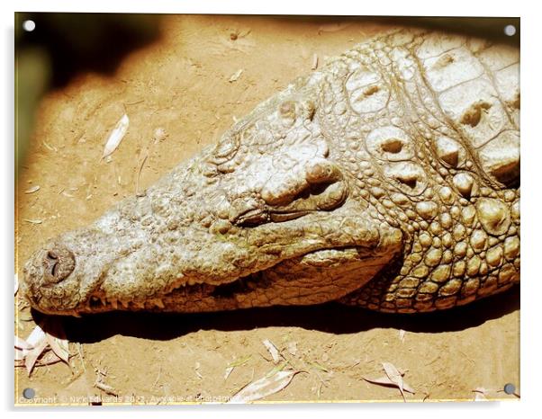 Crocodile sleeping in S.Africa  Acrylic by Nick Edwards