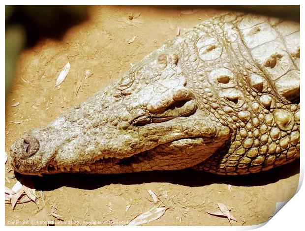 Crocodile sleeping in S.Africa  Print by Nick Edwards