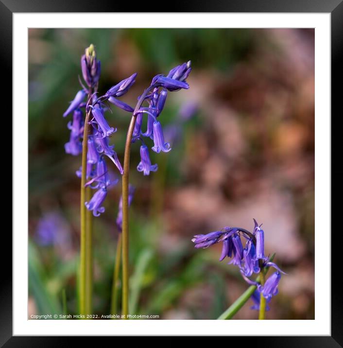 Bluebell Framed Mounted Print by Sarah Hicks