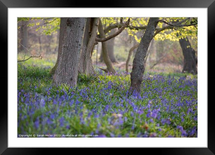 A Bluebell Wood Framed Mounted Print by Sarah Hicks