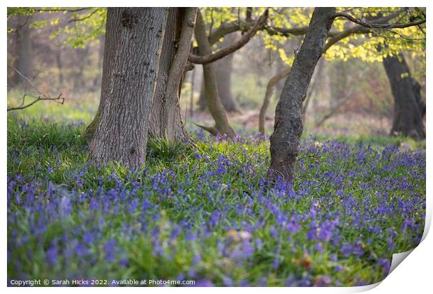 A Bluebell Wood Print by Sarah Hicks