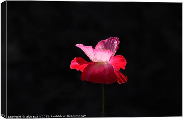 Pink Poppy. Canvas Print by Glyn Evans