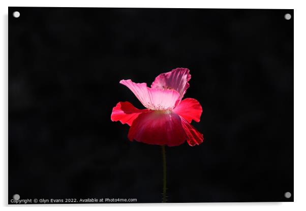 Pink Poppy. Acrylic by Glyn Evans