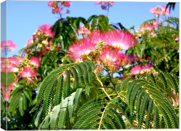 Mimosa Flowers Canvas Print by Stephanie Moore