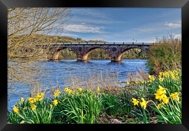 Perth Bridge and River Tay Daffodils Scotland Framed Print by austin APPLEBY