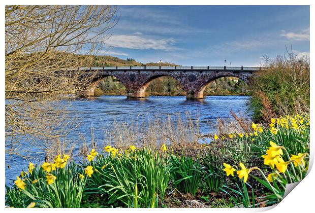 Perth Bridge and River Tay Daffodils Scotland Print by austin APPLEBY