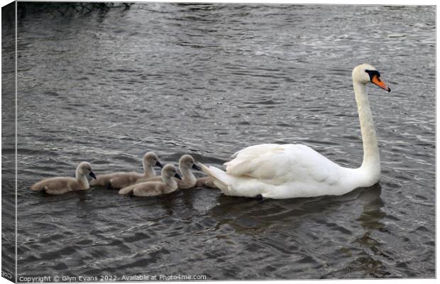 Swan and Cygnets. Canvas Print by Glyn Evans
