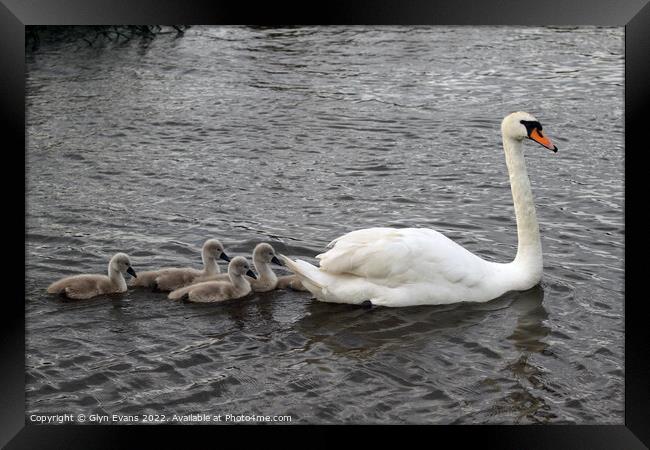 Swan and Cygnets. Framed Print by Glyn Evans