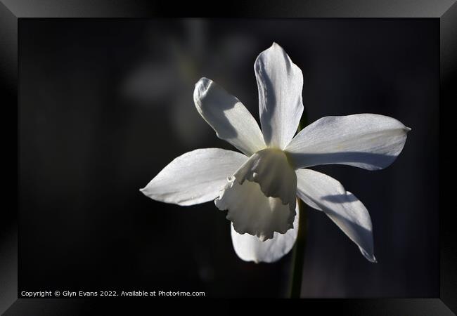 White Narcissus Framed Print by Glyn Evans