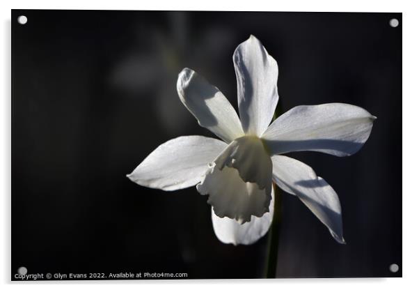 White Narcissus Acrylic by Glyn Evans