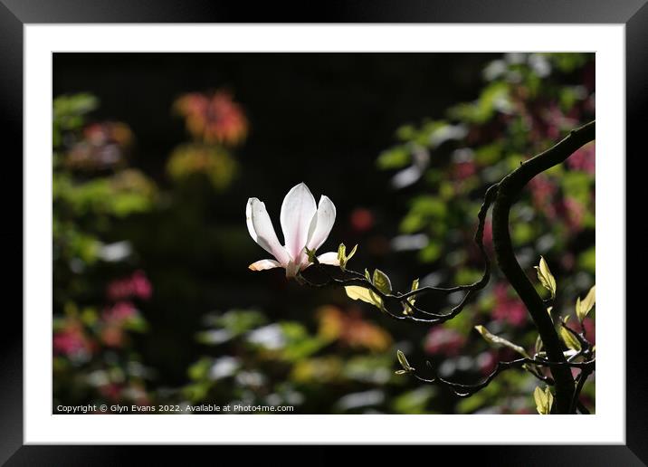 Magnolia Flower. Framed Mounted Print by Glyn Evans