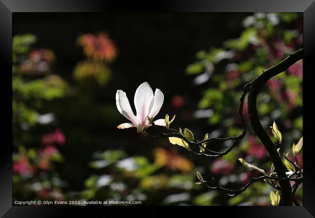 Magnolia Flower. Framed Print by Glyn Evans