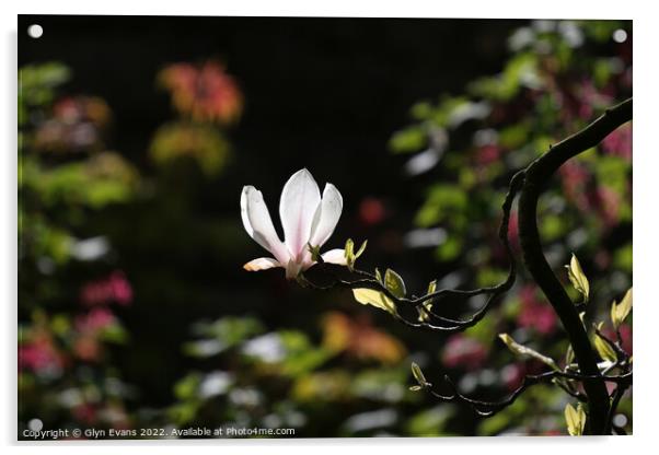 Magnolia Flower. Acrylic by Glyn Evans