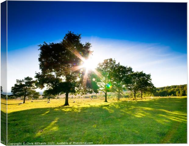 Afternoon Sun on Ashdown Forest Canvas Print by Chris Richards