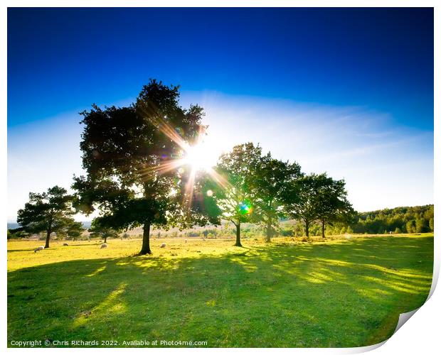 Afternoon Sun on Ashdown Forest Print by Chris Richards