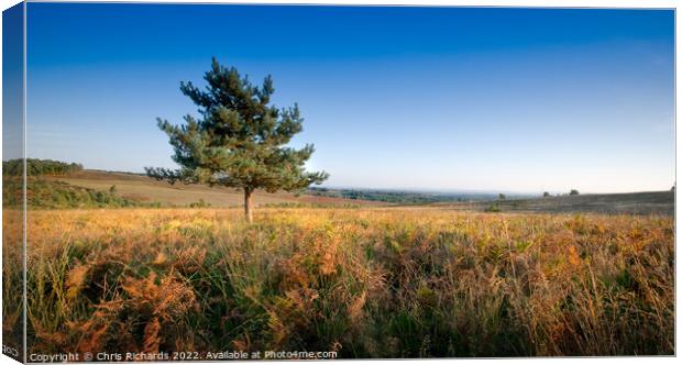 Lone Pine on Ashdown Forest Canvas Print by Chris Richards