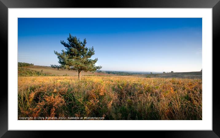 Lone Pine on Ashdown Forest Framed Mounted Print by Chris Richards