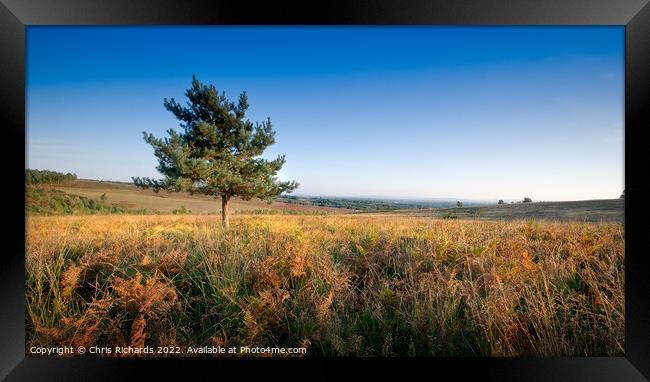Lone Pine on Ashdown Forest Framed Print by Chris Richards