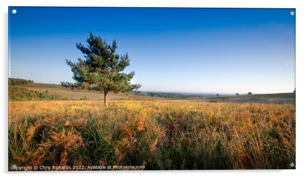 Lone Pine on Ashdown Forest Acrylic by Chris Richards